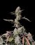 Gorilla Zkittlez Auto - autoflowering Marihuana Samen 3 Stück Fast Buds
