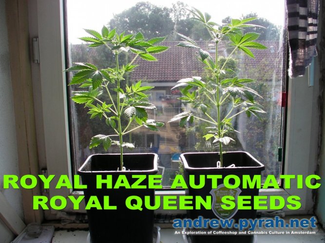 Royal Haze Automatic - autoflowering semienka 5ks Royal Queen Seeds
