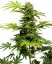 Black Harlequin CBD - feminizované semená 10 ks, Sensi Seeds