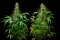 Tetraploidy and Triploidy: Unusual Genetic Variants of Cannabis