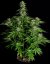 Hyperion F1 - autoflowering marijuana seeds 3pcs, Royal Queen Seeds