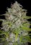 Orange Sherbet Auto - samonakvétací semena marihuany 5 ks Fast Buds