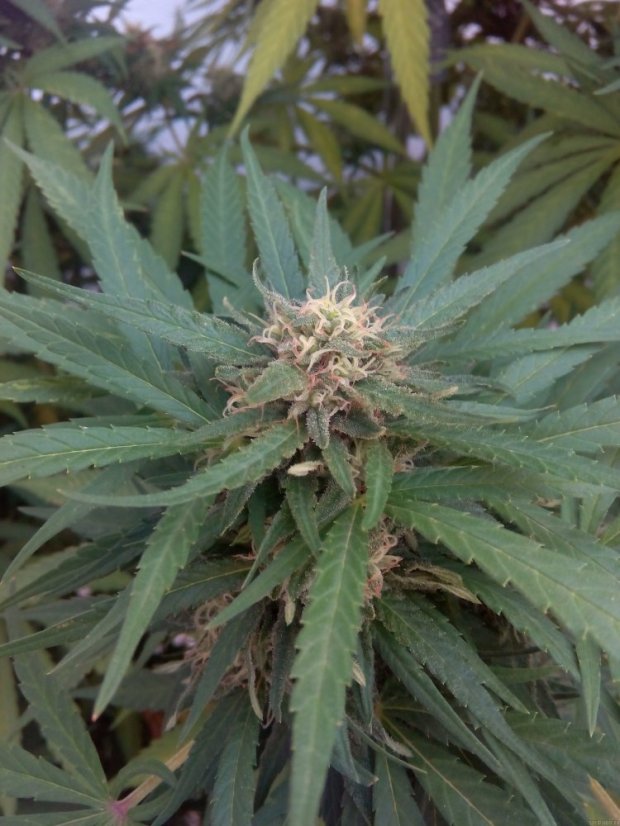 Critical Kush – feminizovaná semena 10 ks Barney´s Farms