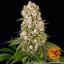 Tropicanna Banana - feminisierte Marihuana Samen 3 Stück Barney's Farm