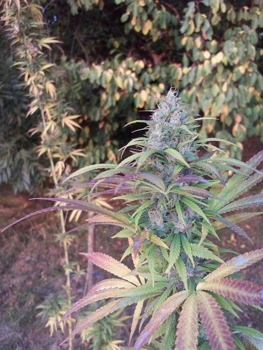 Lucid Bolt - 5 ks feminizovaná semínka Paradise Seeds