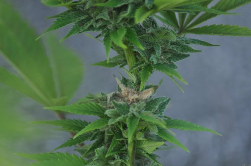 Ed Rosenthal Super Bud - Nasiona 10 szt. Standardowych Sensi Seeds