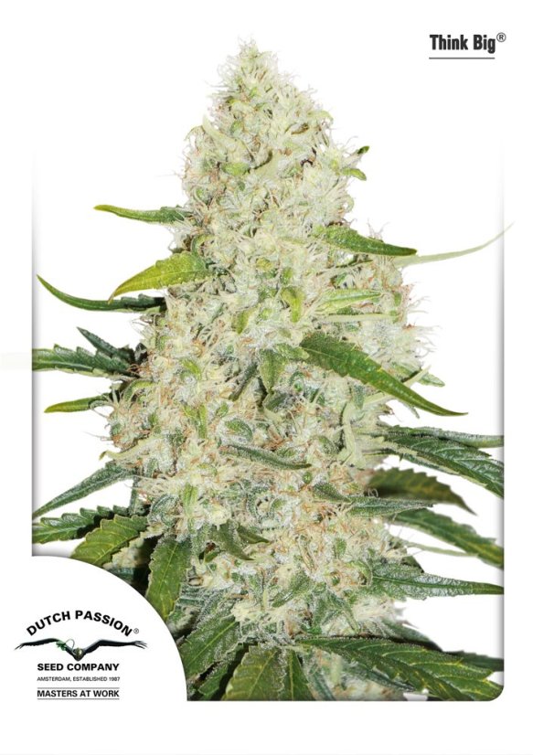 Think Big - fem. autoflowering semena 7 ks Dutch Passion