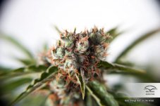 Auto Orange Bud® - nasiona samokwitnące 3szt Dutch Passion