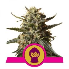 Bubblegum XL feminizovaný 5ks Royal Queen Seeds