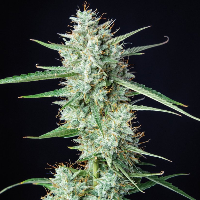 Sirup auto - feminizované semená, 3 ks, Buddha Seeds