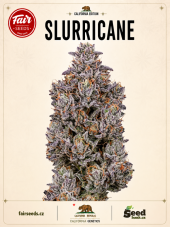 Fair Seeds Slurricane Feminized Seeds