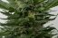 Sour Diesel Auto - fem. a autoflowering semienka 3ks Dinafem