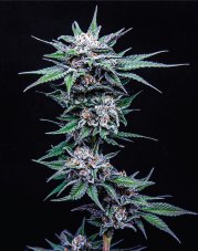 Humboldt Seed Company Blueberry Pancake Feminized Seeds