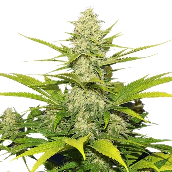 Skunk XL - feminizovaná semínka 5 ks Royal Queen Seeds
