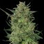 LSD - феминизирани семена Barney's Farm 3 бр.