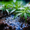 TRICHODERMA: WHAT IS IT AND WHY IS IT IMPORTANT FOR CANNABIS?
