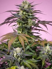 Sweet Seeds Gelonade feminizované semienka