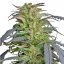 Critical Kush – feminizované semena 10 ks Barney Farms
