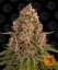 Pink Kush - feminized marijuana seeds 5 pcs Barney's Farm