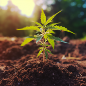 Zwittrige Cannabispflanzen - was bedeutet das eigentlich?