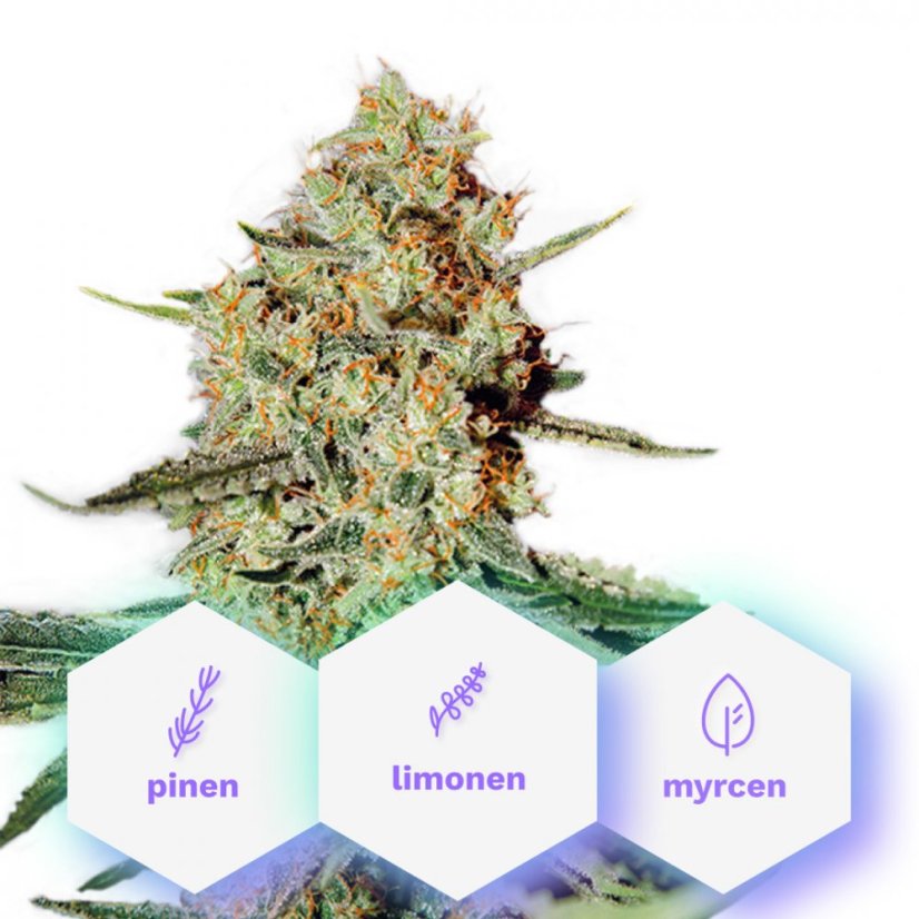 Auto Pure Haze - 10 sztuk nasion samokwitnących Cannapio