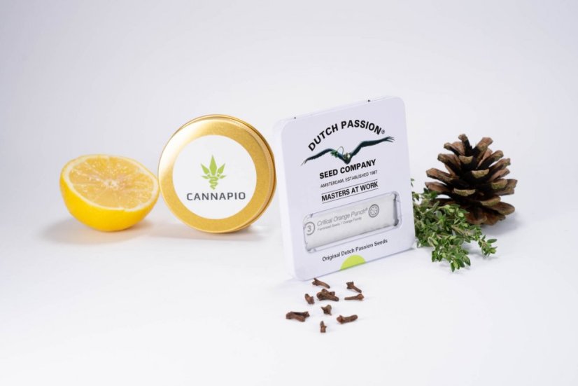Critical Orange Punch® - feminizovaná semienka 3 ks Dutch Passion