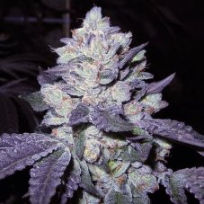 Divine Genetics Bubba Cookies feminizovaná semena