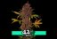 LSD-25 Auto - autoflowering marijuana seeds 10 pcs Fast Buds