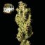 The White OG - feminized cannabis seeds 10pcs, Seedsman