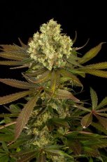 Sour Blueberry - feminizovaná semienka 3ks Humboldt