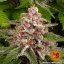 Pink Kush - feminisierte Marihuana-Samen 10 Stück Barney's Farm