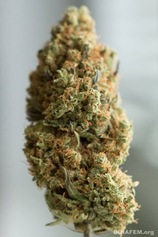 Masa krytyczna CBD - feminizowane nasiona 3in Dinafem