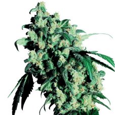 Super Skunk 5 ks feminizované semená Sensi Seeds