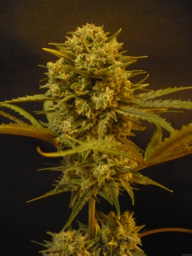 Northern Lights Automatic - feminizovaná a samonakvétací semínka 5ks Sensi Seeds