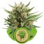 Sweet Skunk Automatic - feminized And autoflowering seeds 3 pcs Royal Queen seeds