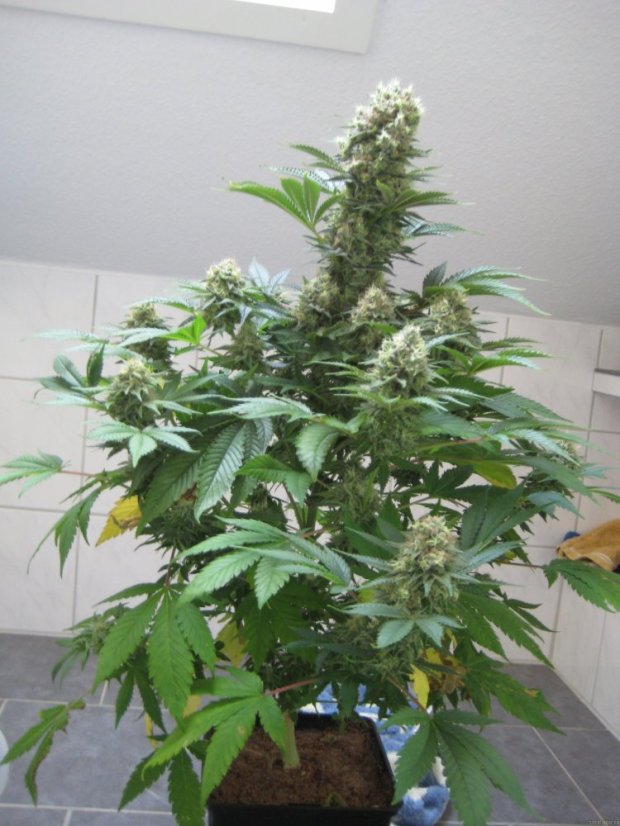 Power Flower - feminizovaná semínka 10 ks Royal Queen Seeds