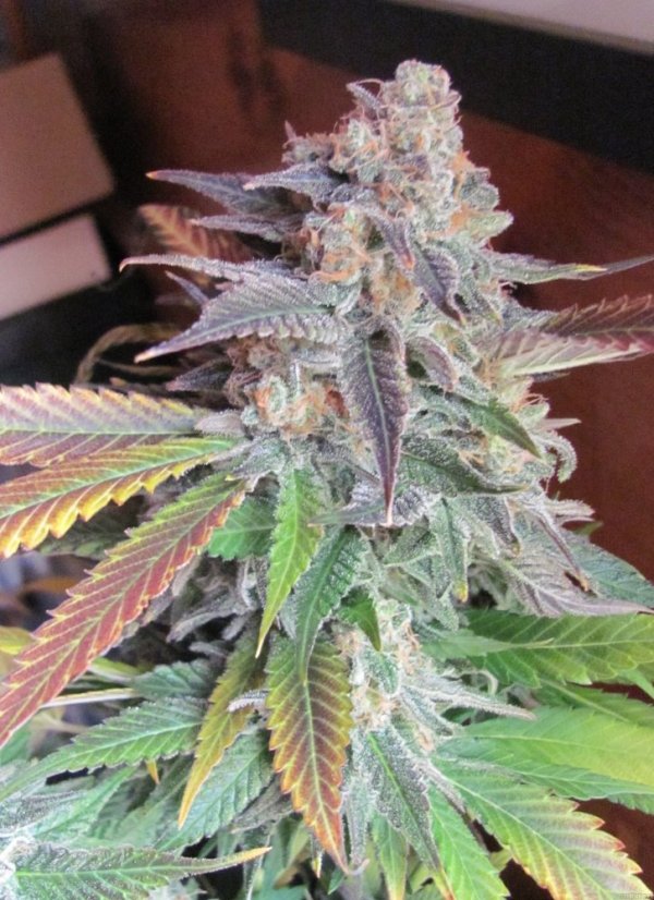 Vanilla Kush – feminizovaná semínka 5 ks Barney's Farm