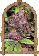 Black Haze – feminisierte selbstblühende Samen, 5 Stück, Exotic Seed