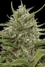 Auto White Berry - feminized and autoflowering seeds 3pcs Paradise Seeds