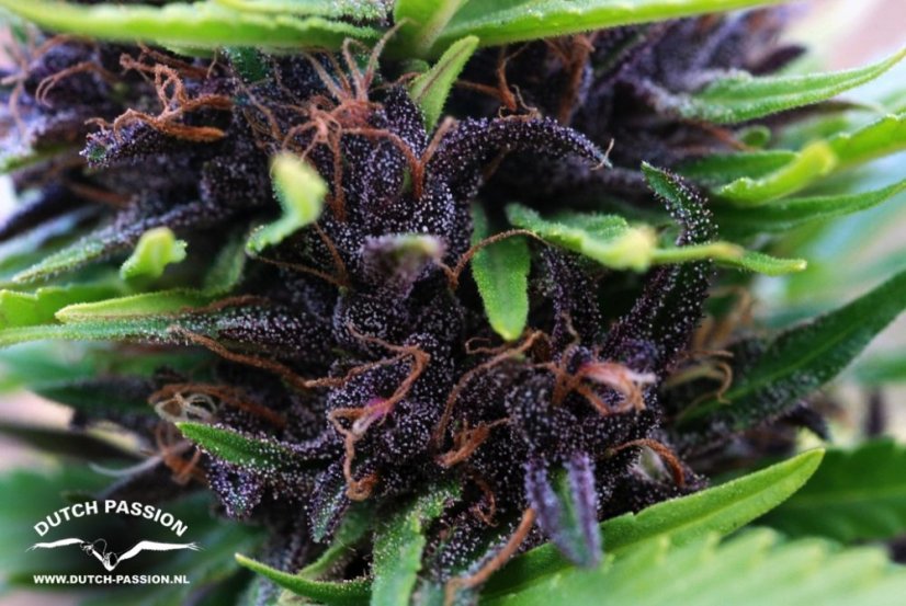 Shaman - standardizovaná semena 10 ks Dutch Passion