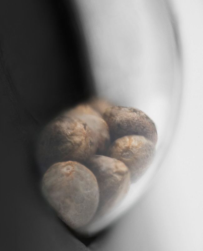 Papi Chulo OG - feminizované semená konope 10 ks, Sensi Seeds