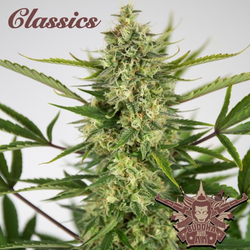 Buddha samonakvétací AK, 10 ks, Buddha Seeds