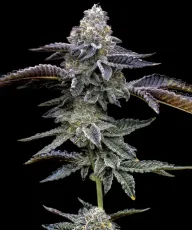 Blue Dream Feminizovaná Semínka - 3