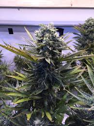 Sour Blueberry - nasiona feminizowane 3szt. Humboldt