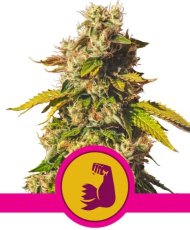 Hulkberry - feminizovaná semínka 5 ks Royal Queen Seeds