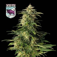 Alaskan Purple Auto Feminizované Semená - 1