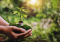 How to grow cannabis: The basics of growing cannabis