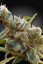 CBDrelax - feminizovaná semienka 3ks Paradise Seeds