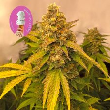 Gelat.OG Auto - autoflowering cannabis seeds 5 pcs, Seedsman