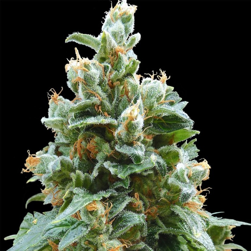 Vanilla Kush – feminizované semienka 10 ks Barney's Farm